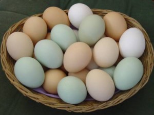 uovo-di-gallina