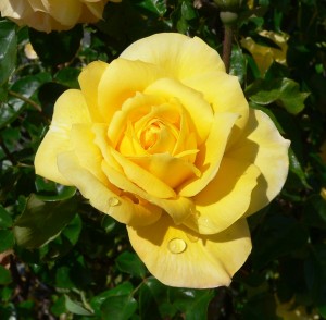 Rose gialle