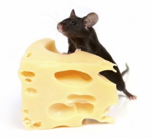 close up on little mouse and cheese