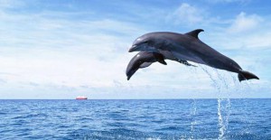 delfini_pelagos