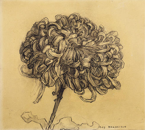 c-piet-mondrian-chrysanthemum